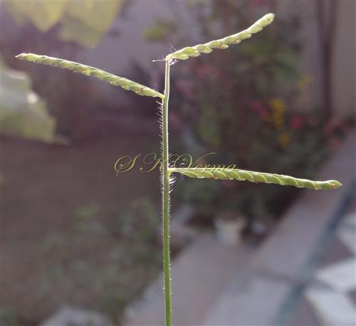  Inflorescence